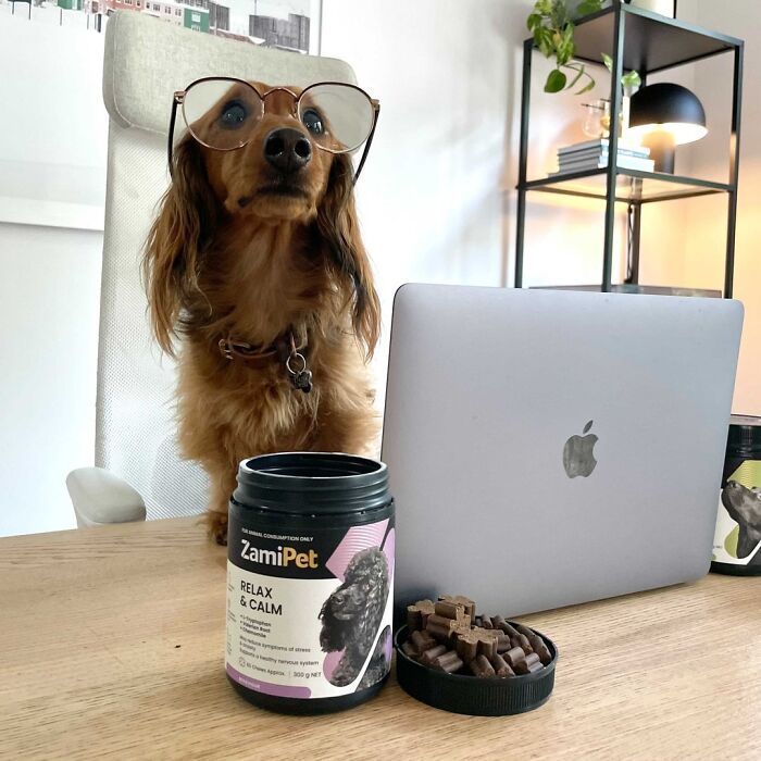 Esses cachorros trabalhando em casa estão vivendo a rotina que muita gente não aguenta mais (28 fotos) 11