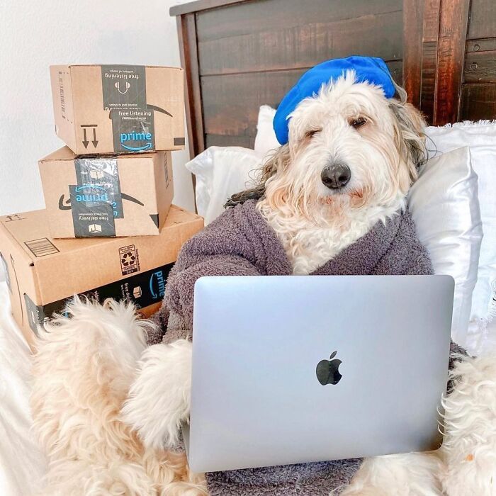 Esses cachorros trabalhando em casa estão vivendo a rotina que muita gente não aguenta mais (28 fotos) 12
