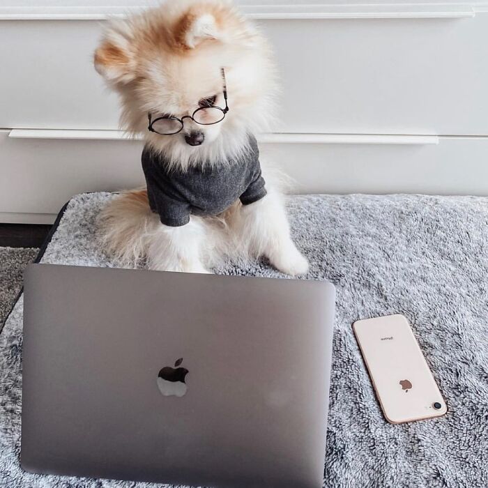 Esses cachorros trabalhando em casa estão vivendo a rotina que muita gente não aguenta mais (28 fotos) 13