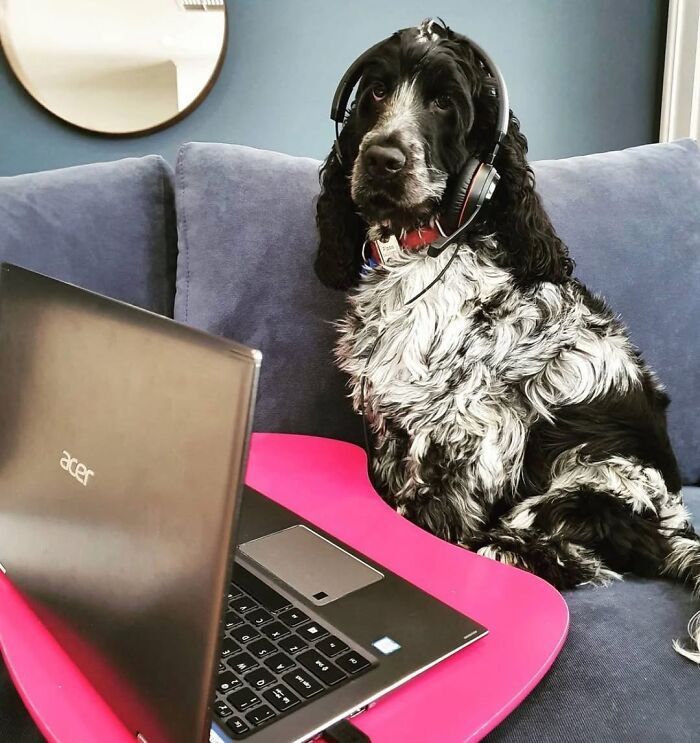 Esses cachorros trabalhando em casa estão vivendo a rotina que muita gente não aguenta mais (28 fotos) 14