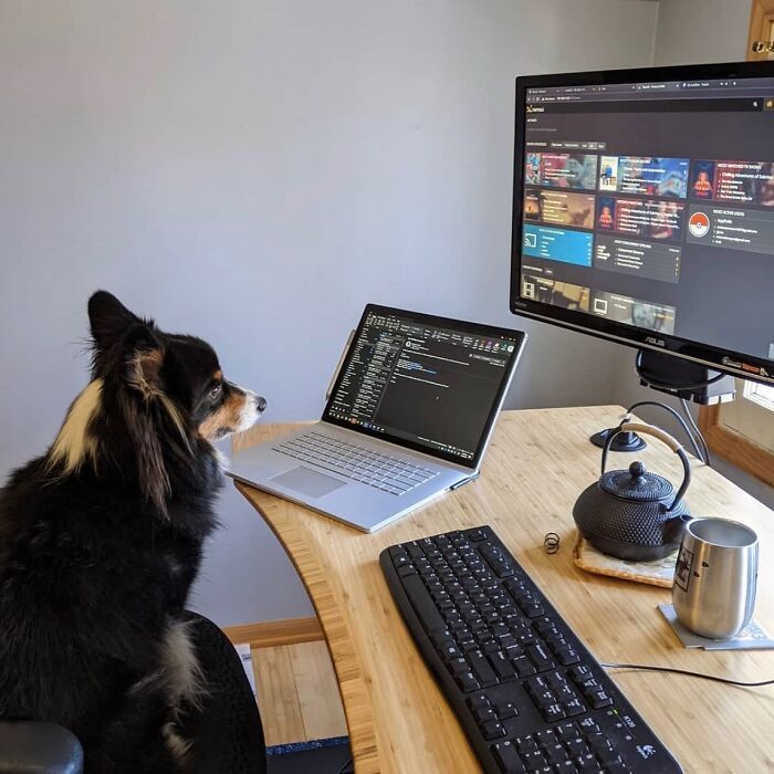 Esses cachorros trabalhando em casa estão vivendo a rotina que muita gente não aguenta mais (28 fotos) 15
