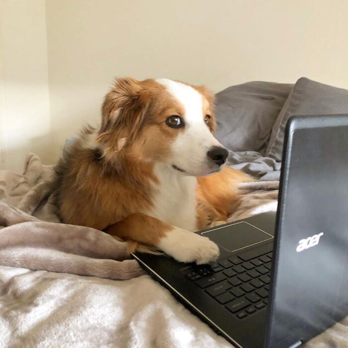Esses cachorros trabalhando em casa estão vivendo a rotina que muita gente não aguenta mais (28 fotos) 16