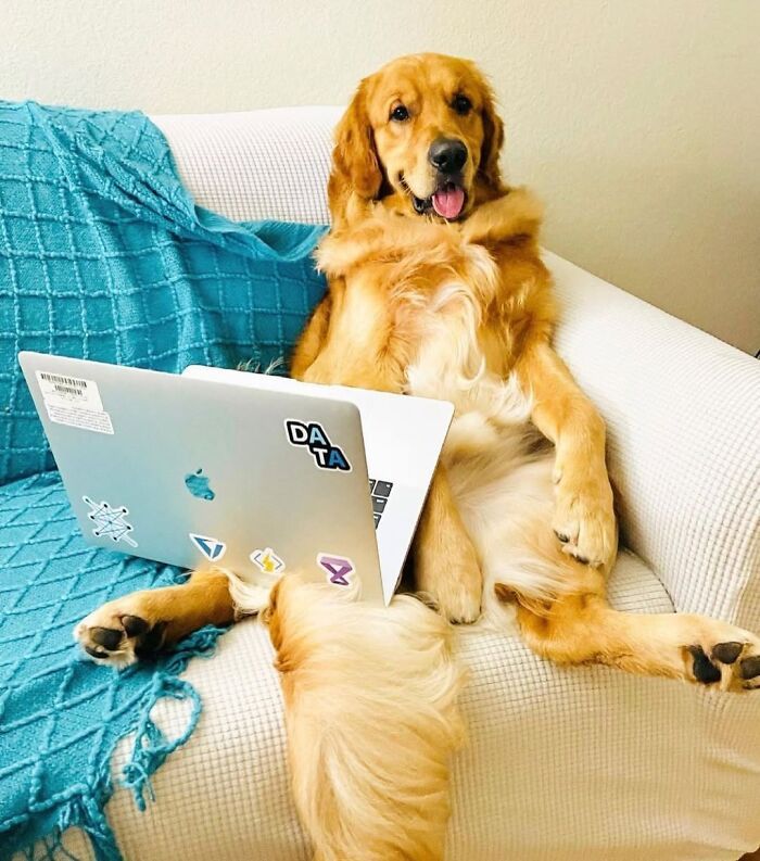 Esses cachorros trabalhando em casa estão vivendo a rotina que muita gente não aguenta mais (28 fotos) 17
