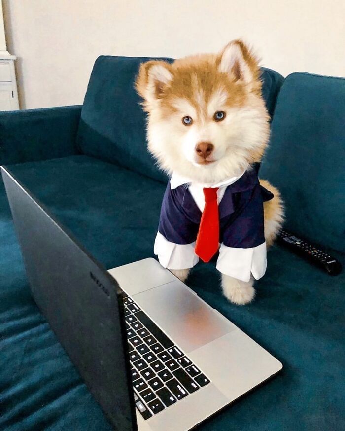 Esses cachorros trabalhando em casa estão vivendo a rotina que muita gente não aguenta mais (28 fotos) 18