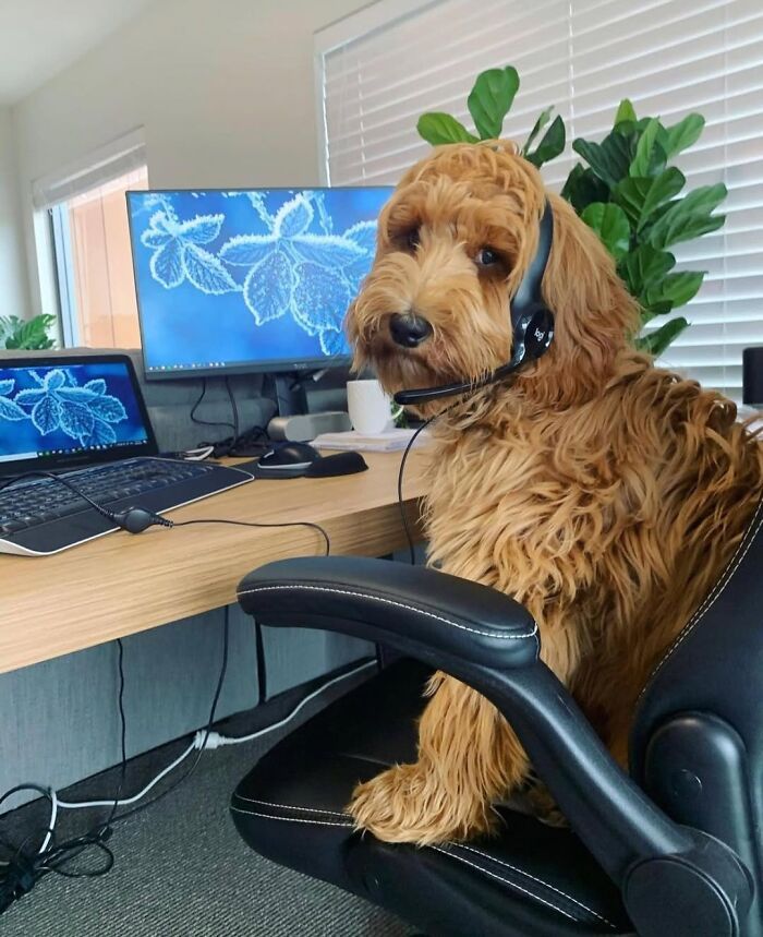 Esses cachorros trabalhando em casa estão vivendo a rotina que muita gente não aguenta mais (28 fotos) 19