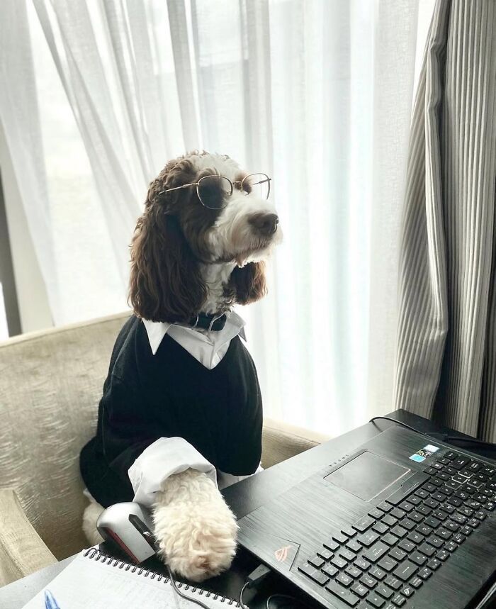 Esses cachorros trabalhando em casa estão vivendo a rotina que muita gente não aguenta mais (28 fotos) 20