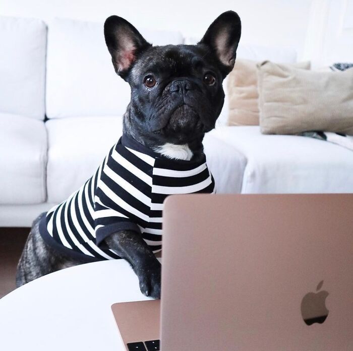Esses cachorros trabalhando em casa estão vivendo a rotina que muita gente não aguenta mais (28 fotos) 21