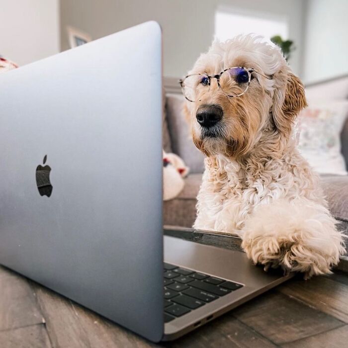 Esses cachorros trabalhando em casa estão vivendo a rotina que muita gente não aguenta mais (28 fotos) 22