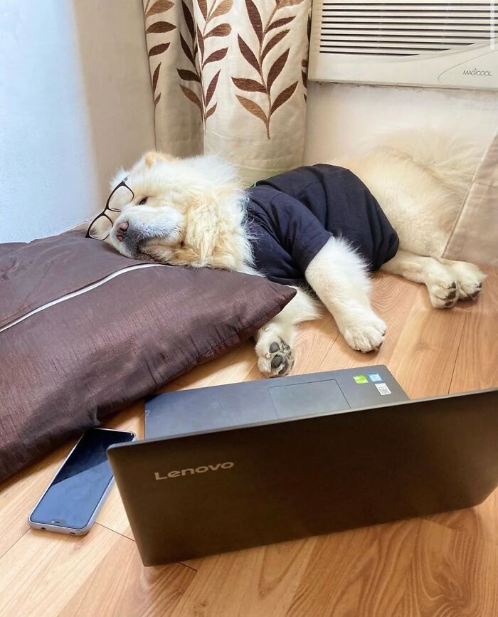 Esses cachorros trabalhando em casa estão vivendo a rotina que muita gente não aguenta mais (28 fotos) 23