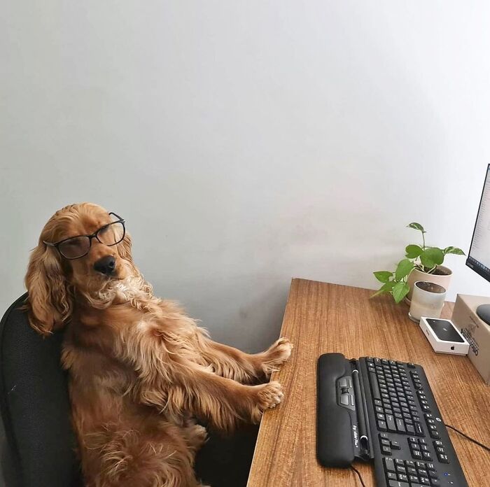 Esses cachorros trabalhando em casa estão vivendo a rotina que muita gente não aguenta mais (28 fotos) 24