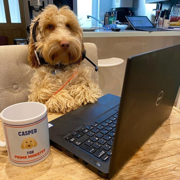 Esses cachorros trabalhando em casa estão vivendo a rotina que muita gente não aguenta mais (28 fotos) 25