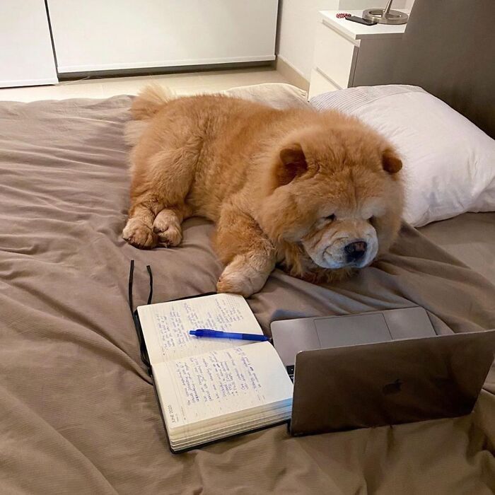 Esses cachorros trabalhando em casa estão vivendo a rotina que muita gente não aguenta mais (28 fotos) 26