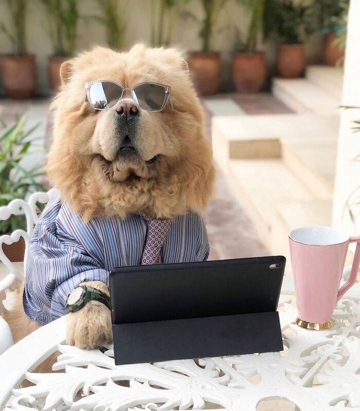 Esses cachorros trabalhando em casa estão vivendo a rotina que muita gente não aguenta mais (28 fotos) 27