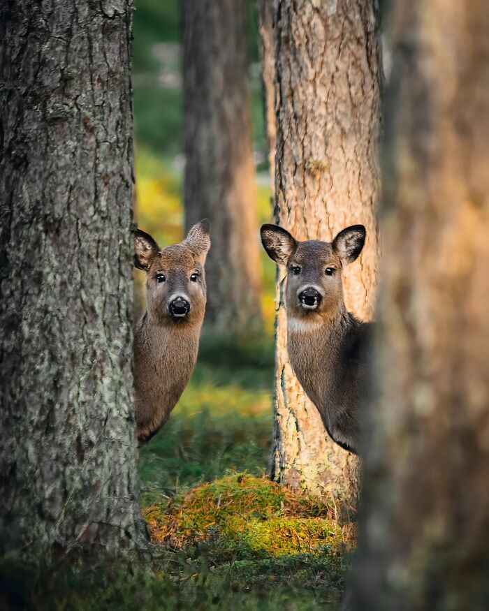 Fotografia de animais selvagens: imagens impressionantes que revelam a personalidade da natureza (32 fotos) 4