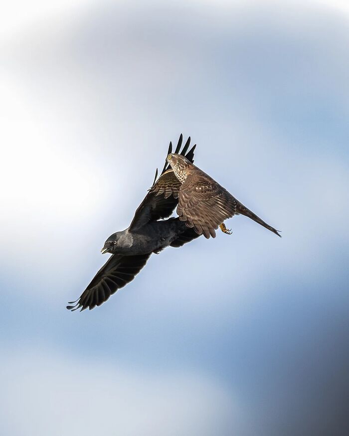 Fotografia de animais selvagens: imagens impressionantes que revelam a personalidade da natureza (32 fotos) 5