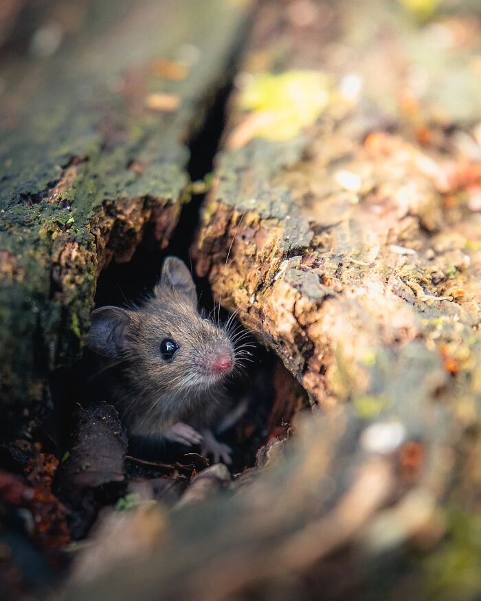 Fotografia de animais selvagens: imagens impressionantes que revelam a personalidade da natureza (32 fotos) 7