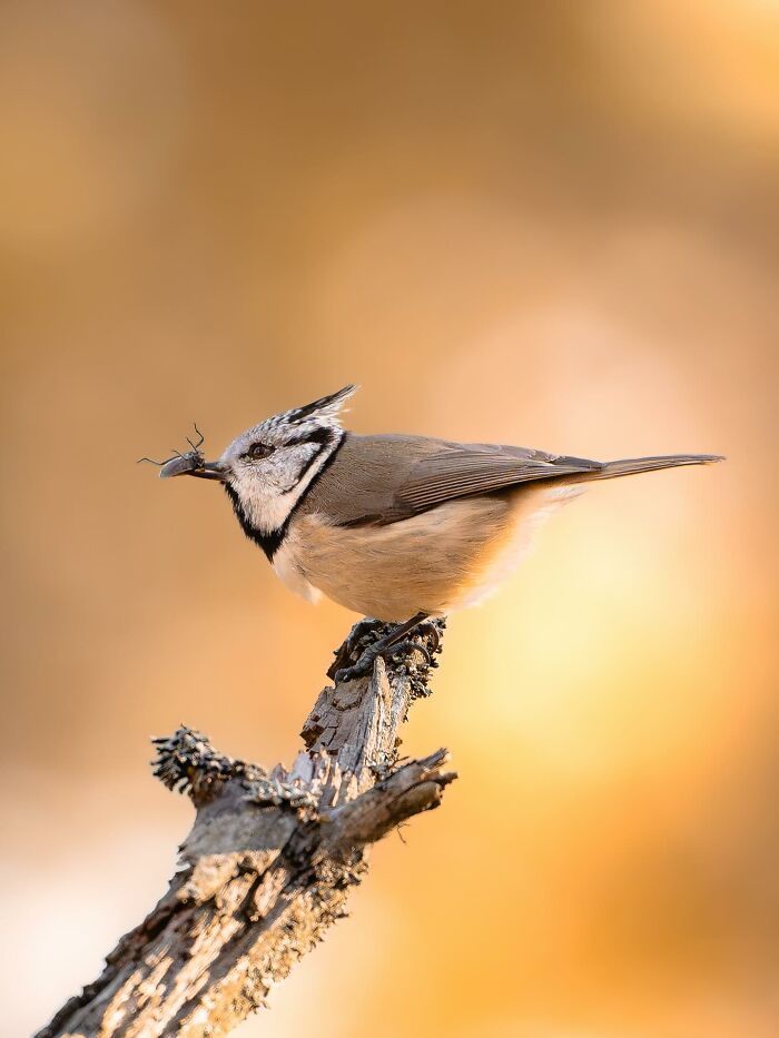 Fotografia de animais selvagens: imagens impressionantes que revelam a personalidade da natureza (32 fotos) 14