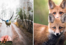 Fotografia de animais selvagens: imagens impressionantes que revelam a personalidade da natureza (32 fotos) 93