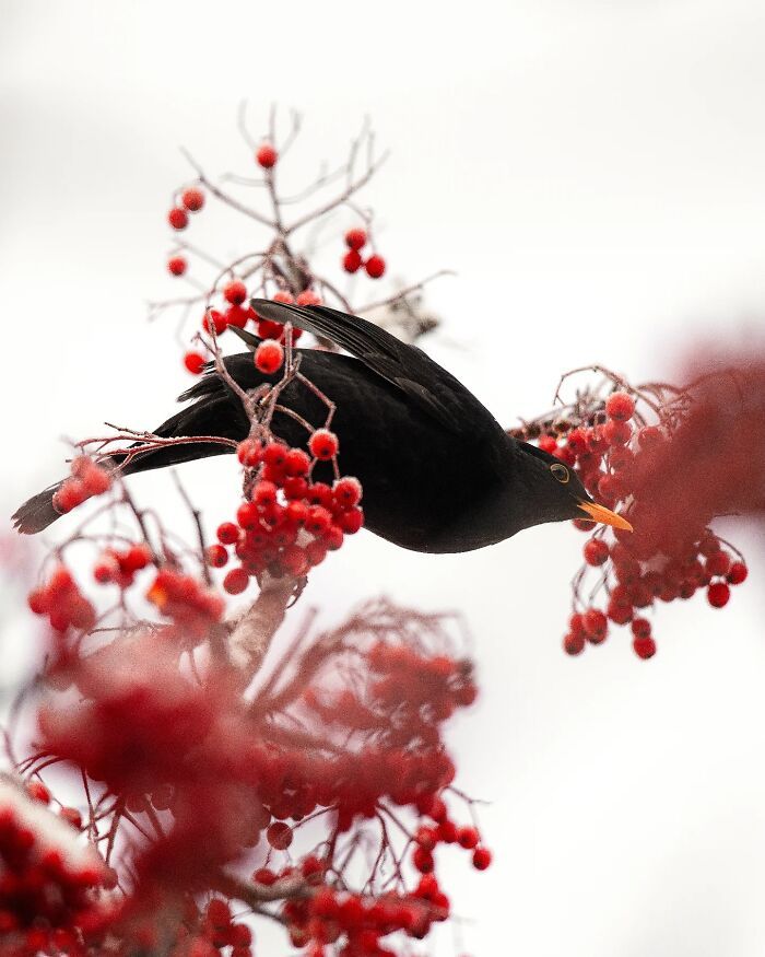 Fotografia de animais selvagens: imagens impressionantes que revelam a personalidade da natureza (32 fotos) 23