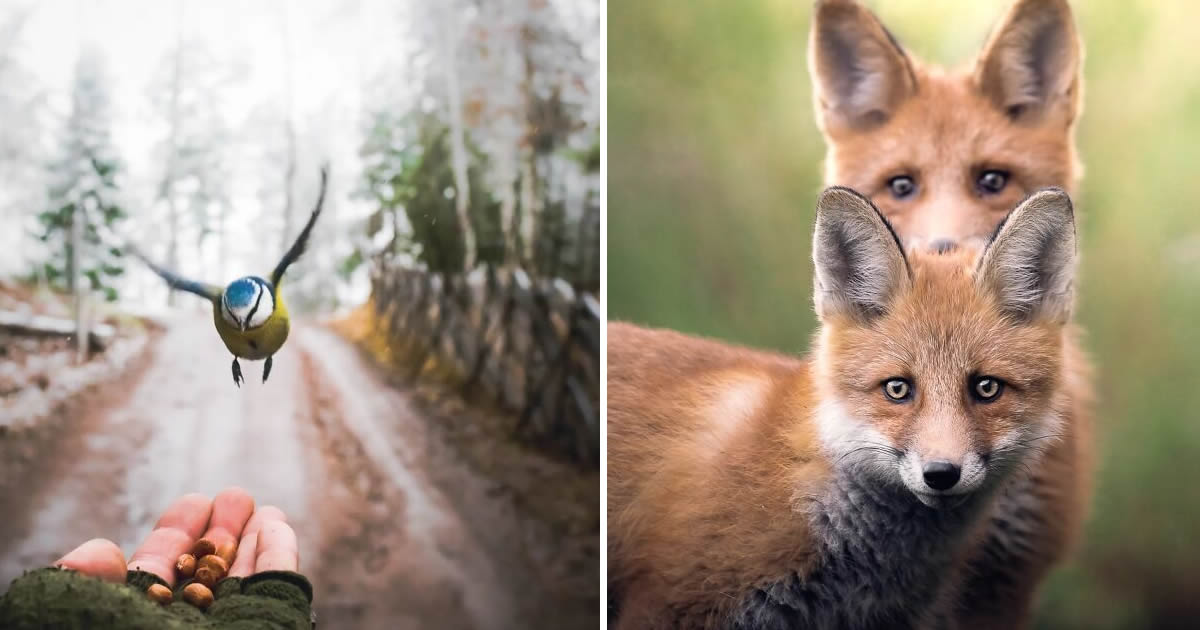 Fotografia de animais selvagens: imagens impressionantes que revelam a personalidade da natureza (32 fotos)