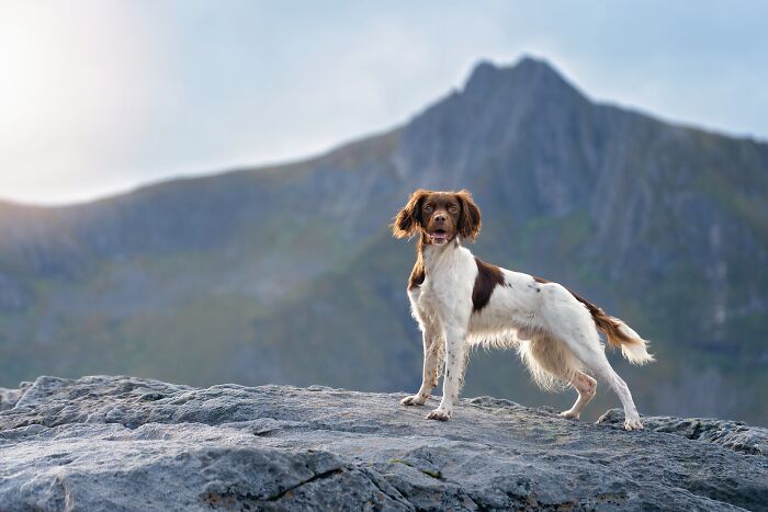 Sarah DeRemer captura cães em cenários surreais no Ártico (24 fotos) 2