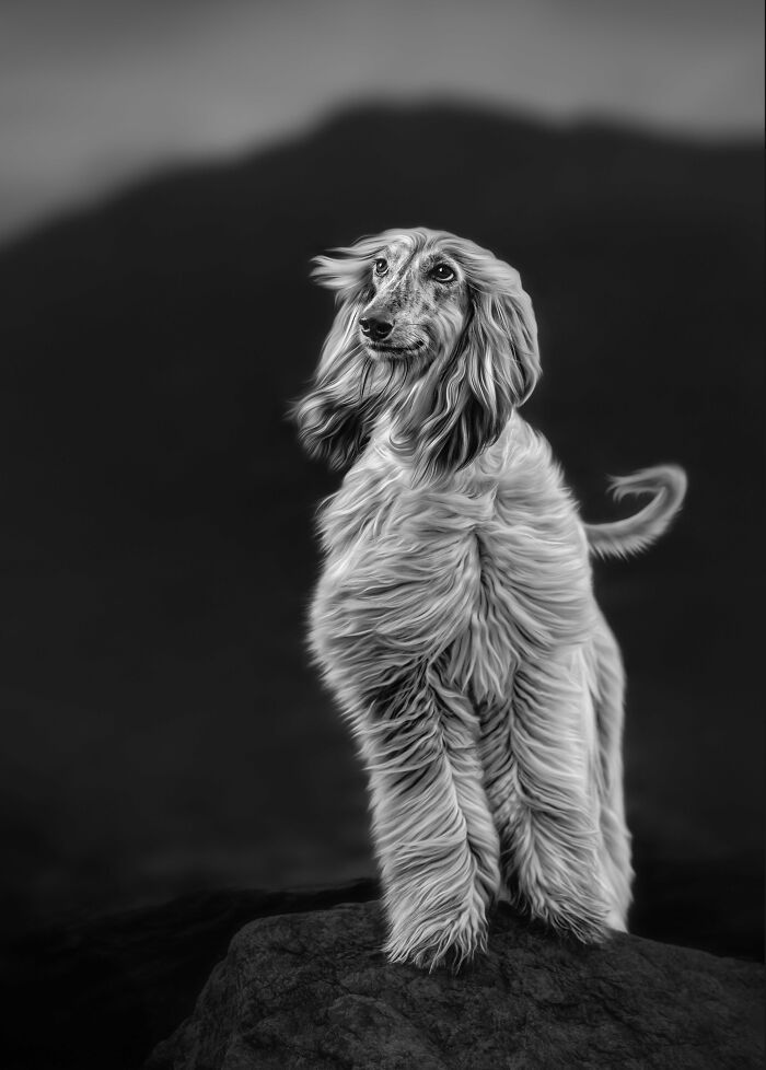 Sarah DeRemer captura cães em cenários surreais no Ártico (24 fotos) 5