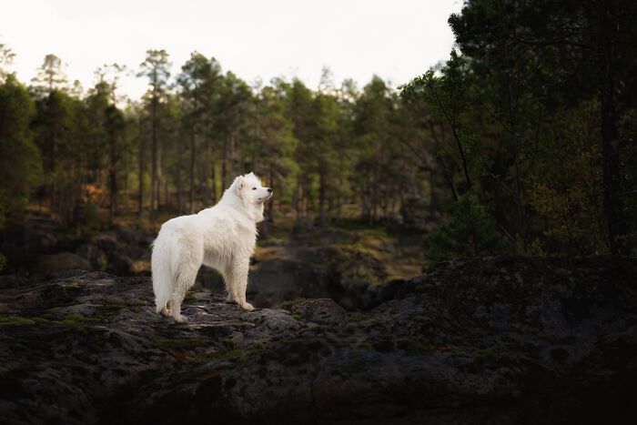 Sarah DeRemer captura cães em cenários surreais no Ártico (24 fotos) 11