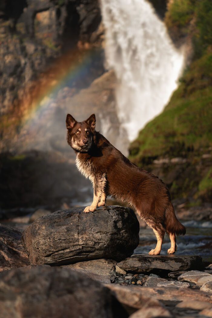 Sarah DeRemer captura cães em cenários surreais no Ártico (24 fotos) 12