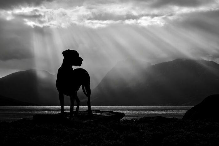 Sarah DeRemer captura cães em cenários surreais no Ártico (24 fotos) 13