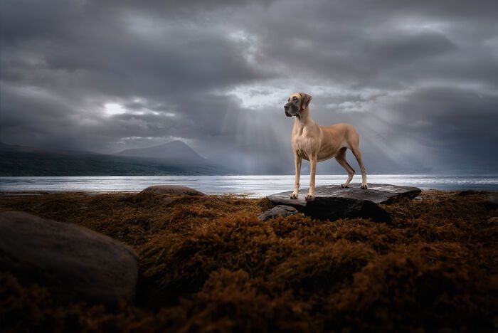 Sarah DeRemer captura cães em cenários surreais no Ártico (24 fotos) 14