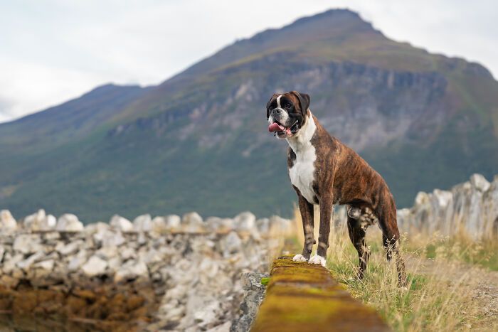 Sarah DeRemer captura cães em cenários surreais no Ártico (24 fotos) 15