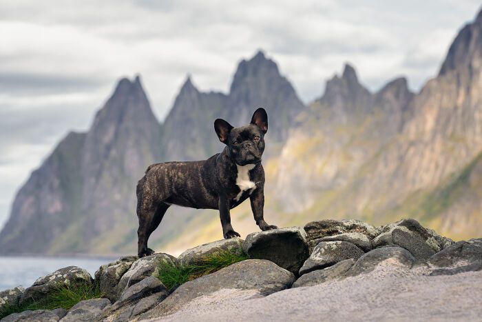 Sarah DeRemer captura cães em cenários surreais no Ártico (24 fotos) 20