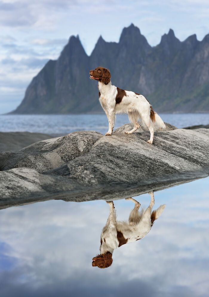 Sarah DeRemer captura cães em cenários surreais no Ártico (24 fotos) 21