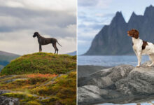 Sarah DeRemer captura cães em cenários surreais no Ártico (24 fotos) 50