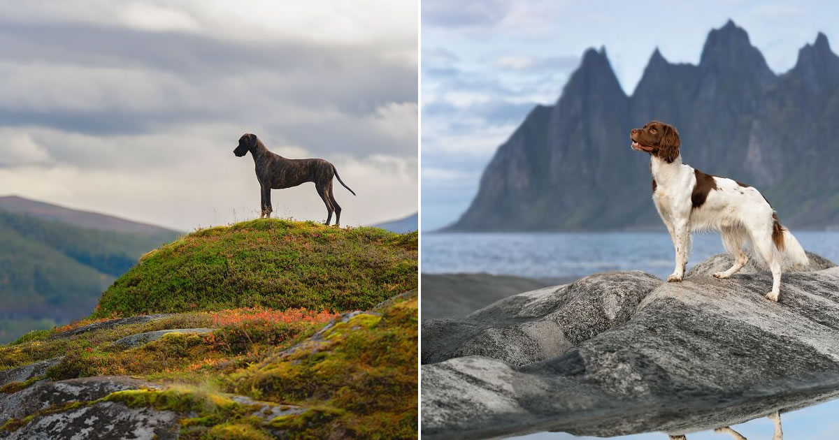 Sarah DeRemer captura cães em cenários surreais no Ártico (24 fotos)