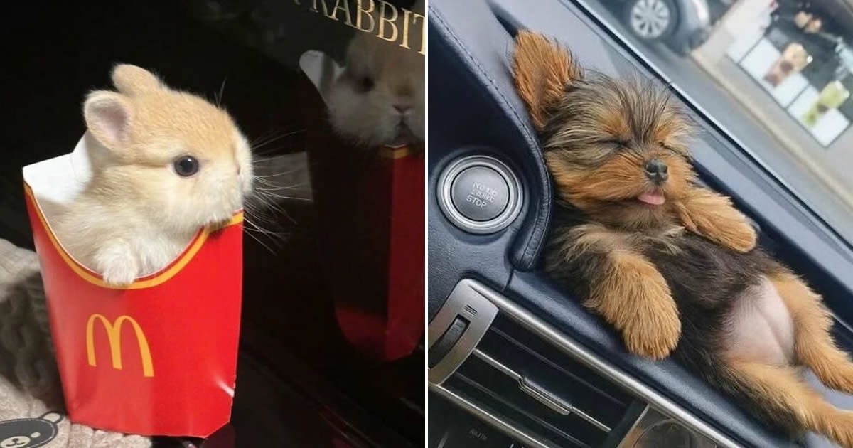 Smol Posts: as fotos de animais pequenos e fofos que estão conquistando a internet (32 fotos)