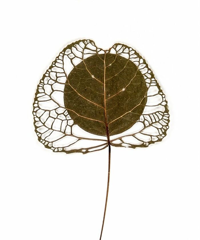 Arte com folhas naturais costuradas: o que essa artista faz parece impossível (30 fotos) 9
