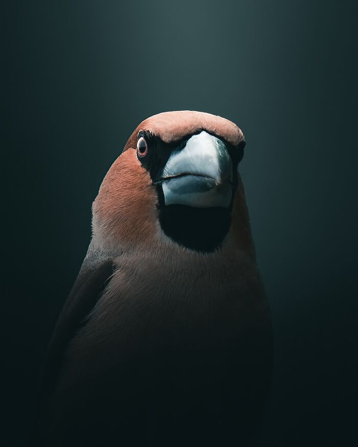 Fotografia de animais sombria: Essas 32 imagens parecem cenas de filme e estão deixando todo mundo intrigado 1