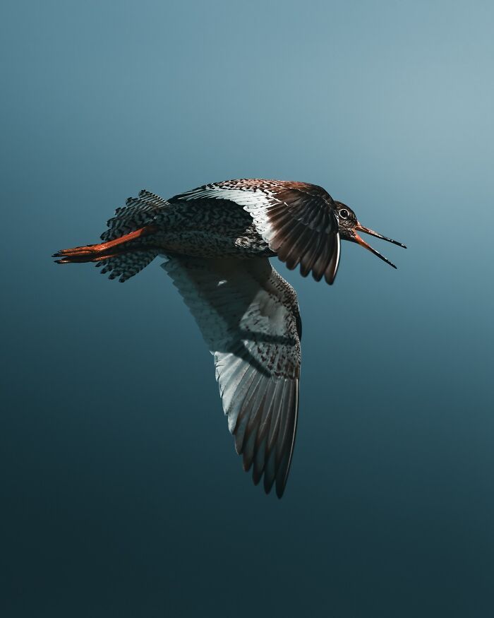 Fotografia de animais sombria: Essas 32 imagens parecem cenas de filme e estão deixando todo mundo intrigado 3