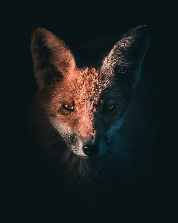 Fotografia de animais sombria: Essas 32 imagens parecem cenas de filme e estão deixando todo mundo intrigado 4