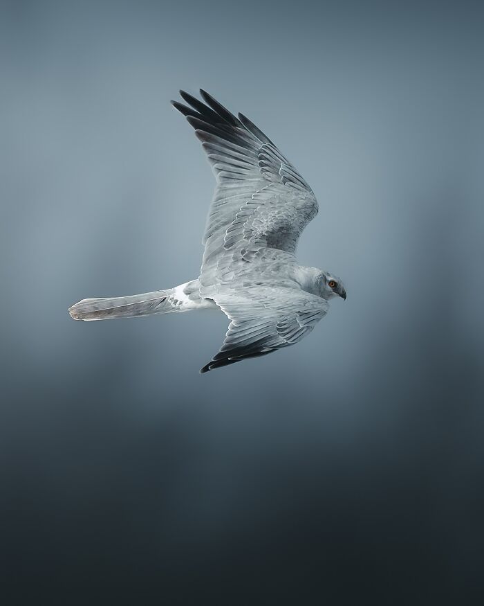 Fotografia de animais sombria: Essas 32 imagens parecem cenas de filme e estão deixando todo mundo intrigado 5