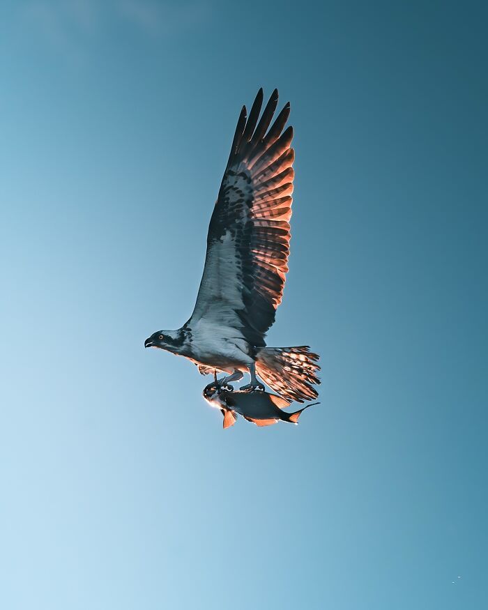 Fotografia de animais sombria: Essas 32 imagens parecem cenas de filme e estão deixando todo mundo intrigado 6