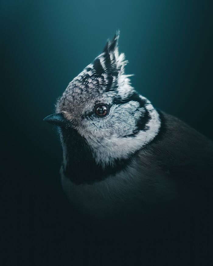 Fotografia de animais sombria: Essas 32 imagens parecem cenas de filme e estão deixando todo mundo intrigado 7