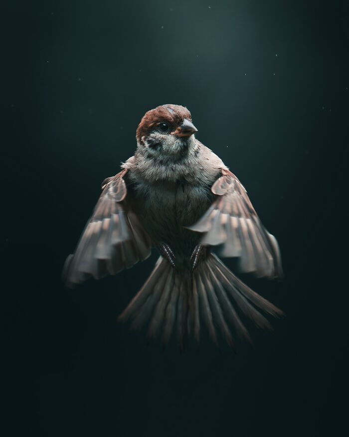 Fotografia de animais sombria: Essas 32 imagens parecem cenas de filme e estão deixando todo mundo intrigado 8