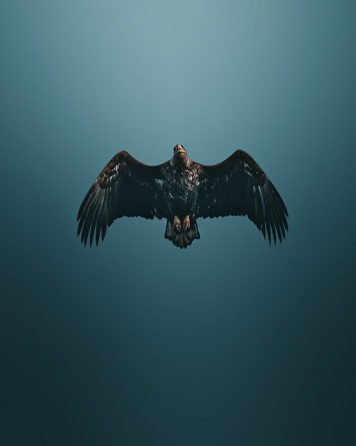 Fotografia de animais sombria: Essas 32 imagens parecem cenas de filme e estão deixando todo mundo intrigado 9