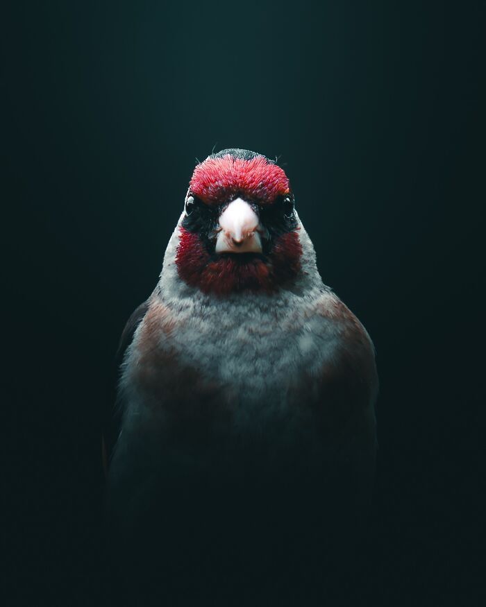 Fotografia de animais sombria: Essas 32 imagens parecem cenas de filme e estão deixando todo mundo intrigado 10