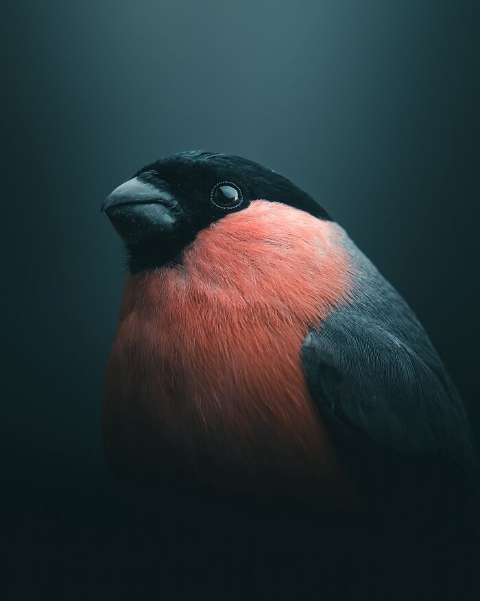 Fotografia de animais sombria: Essas 32 imagens parecem cenas de filme e estão deixando todo mundo intrigado 11