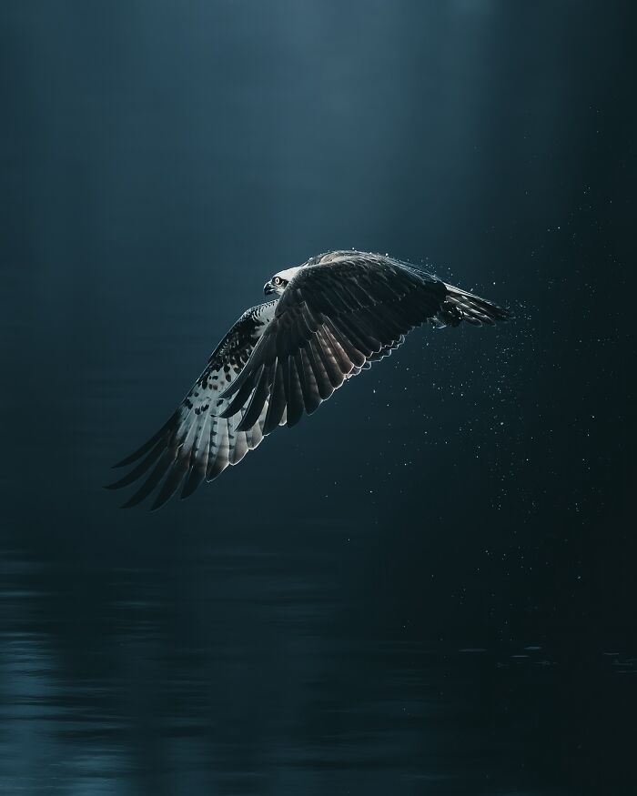 Fotografia de animais sombria: Essas 32 imagens parecem cenas de filme e estão deixando todo mundo intrigado 12