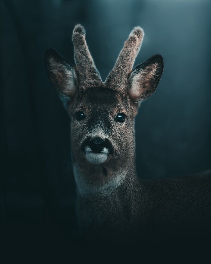 Fotografia de animais sombria: Essas 32 imagens parecem cenas de filme e estão deixando todo mundo intrigado 13