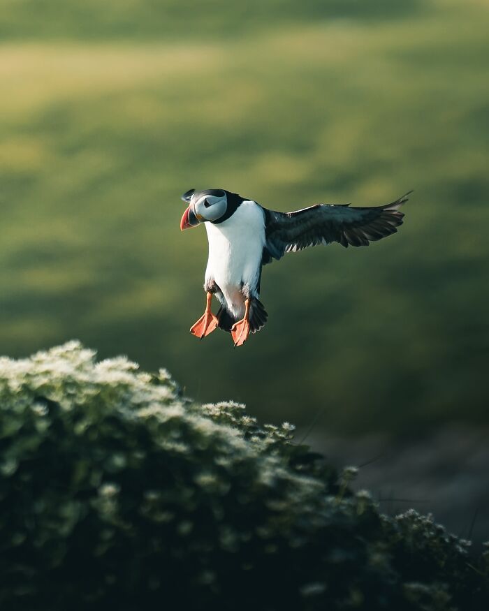 Fotografia de animais sombria: Essas 32 imagens parecem cenas de filme e estão deixando todo mundo intrigado 17